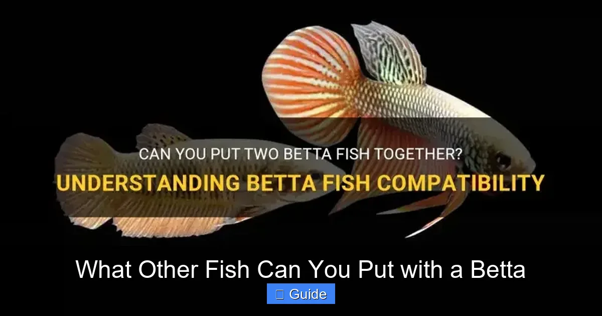 What Other Fish Can You Put with a Betta