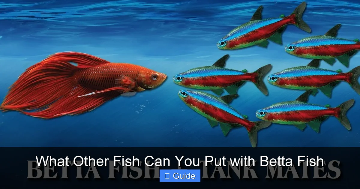 What Other Fish Can You Put with Betta Fish