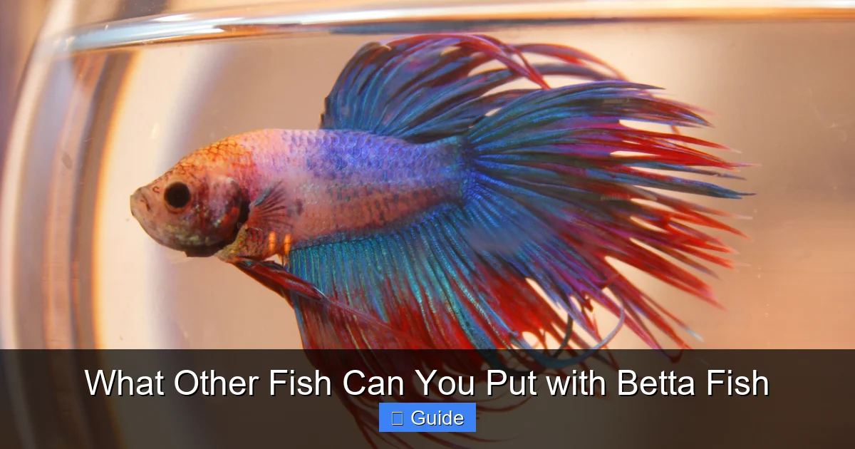 What Other Fish Can You Put with Betta Fish