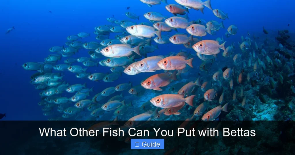 What Other Fish Can You Put with Bettas