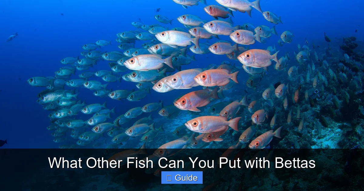 What Other Fish Can You Put with Bettas