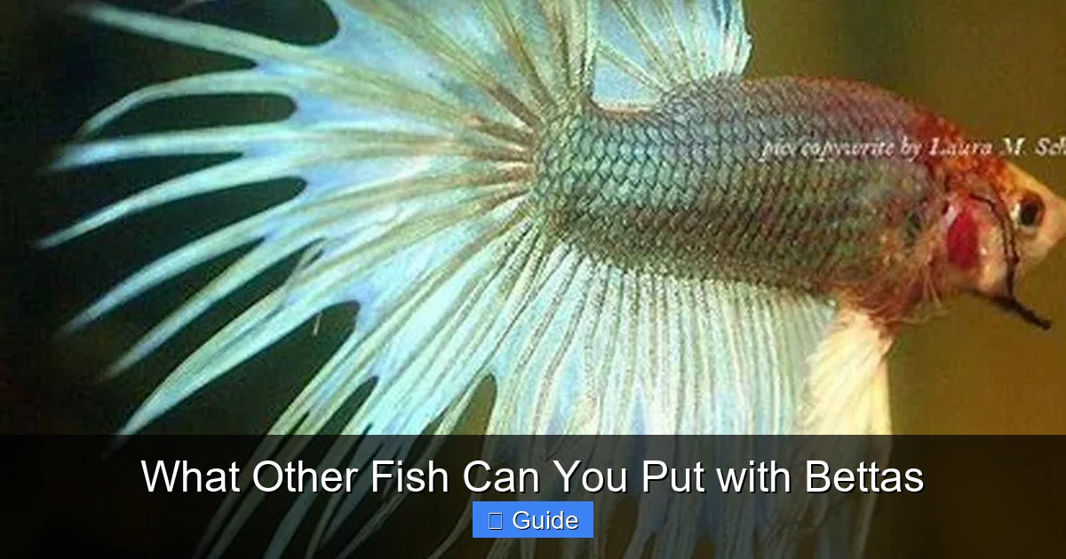 What Other Fish Can You Put with Bettas