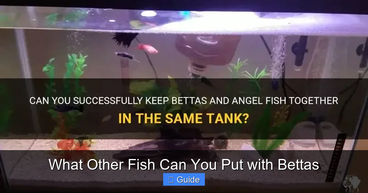 What Other Fish Can You Put with Bettas