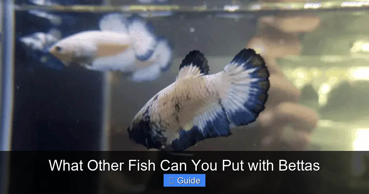 What Other Fish Can You Put with Bettas