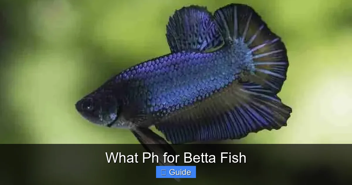 What Ph for Betta Fish