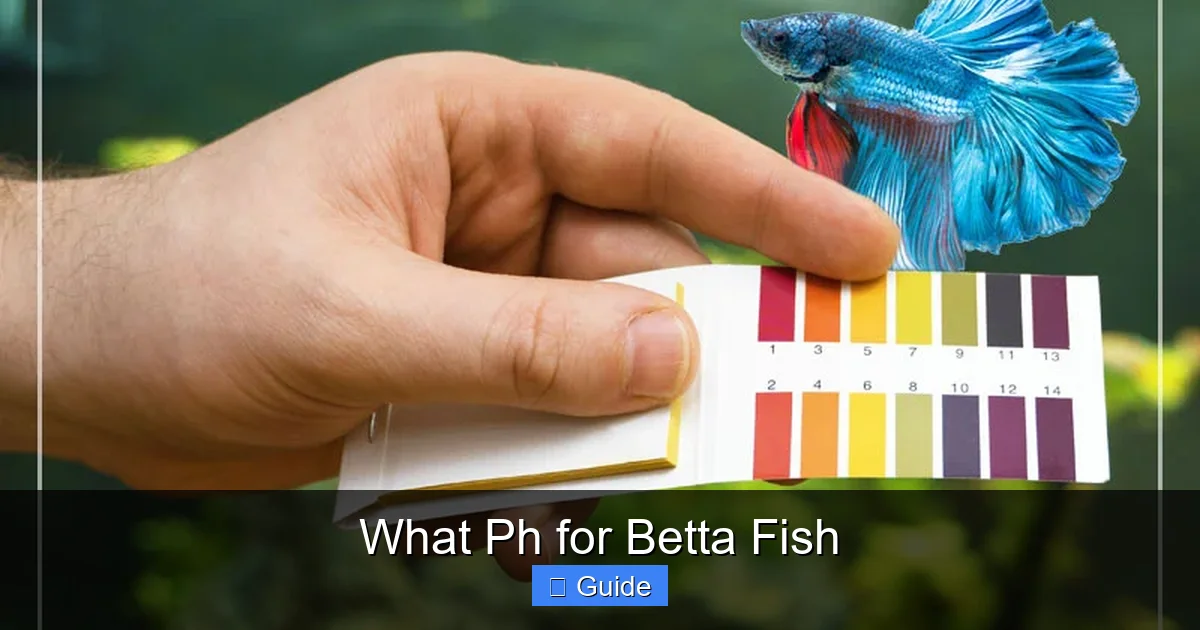 What Ph for Betta Fish