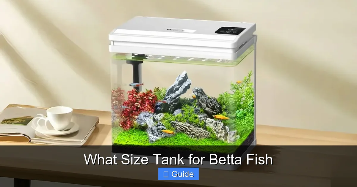 What Size Tank for Betta Fish
