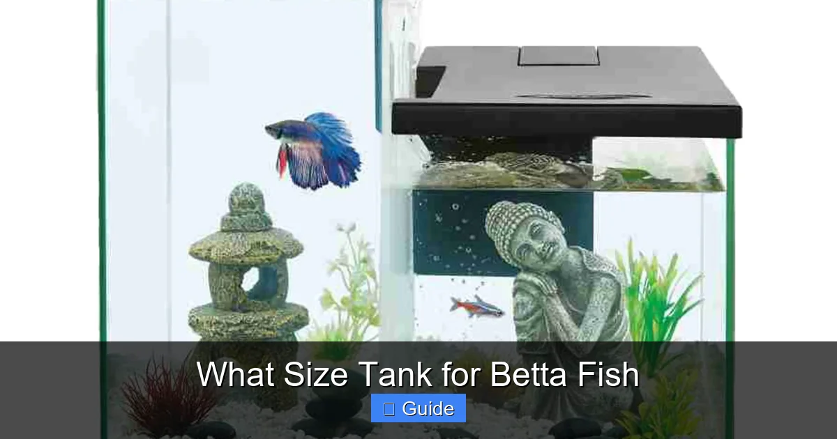 What Size Tank for Betta Fish