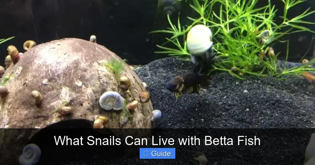 What Snails Can Live with Betta Fish