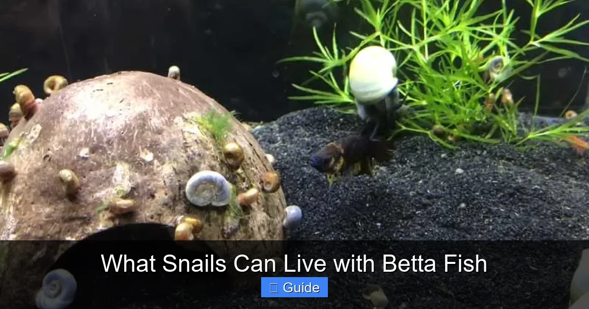 What Snails Can Live with Betta Fish