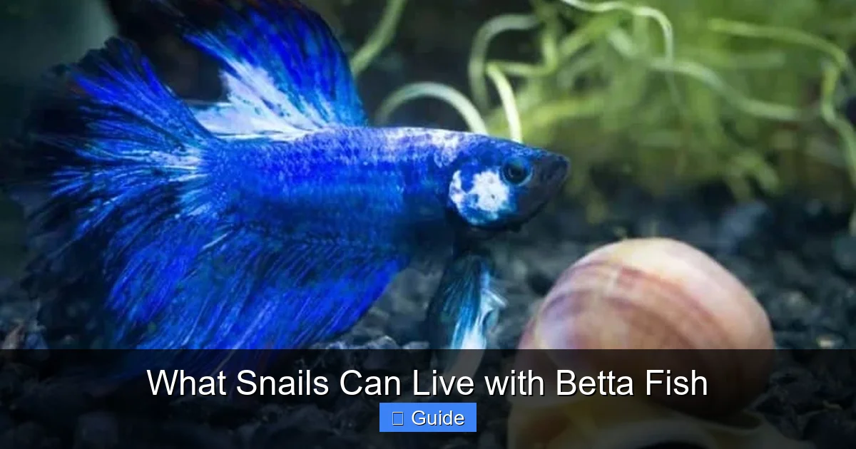 What Snails Can Live with Betta Fish