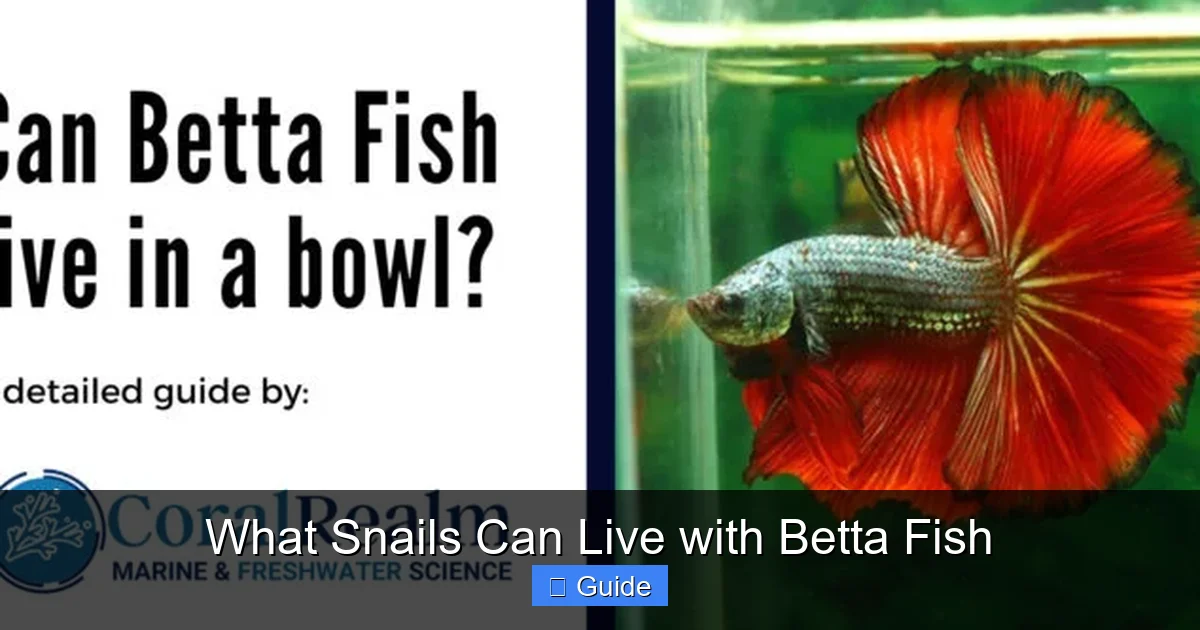 What Snails Can Live with Betta Fish