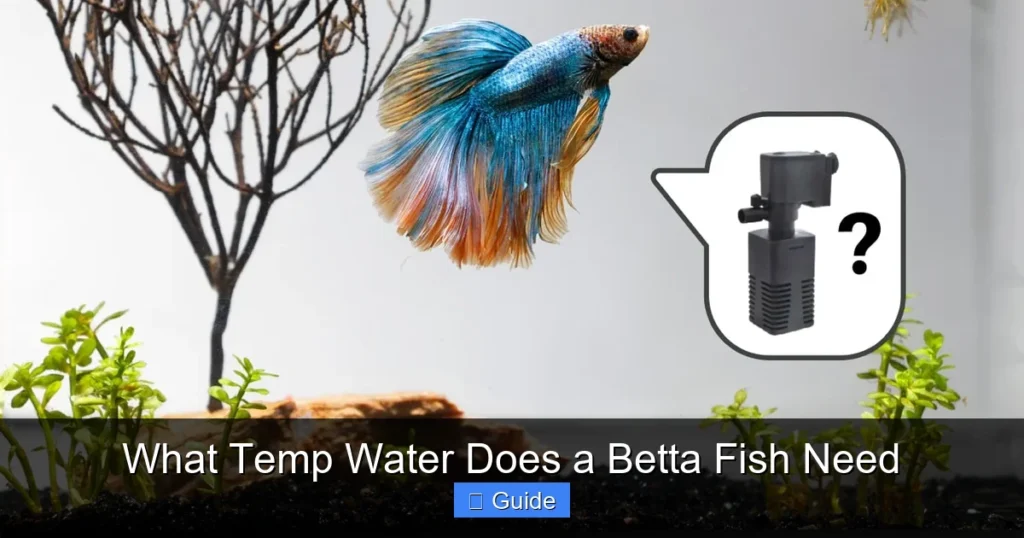 What Temp Water Does a Betta Fish Need