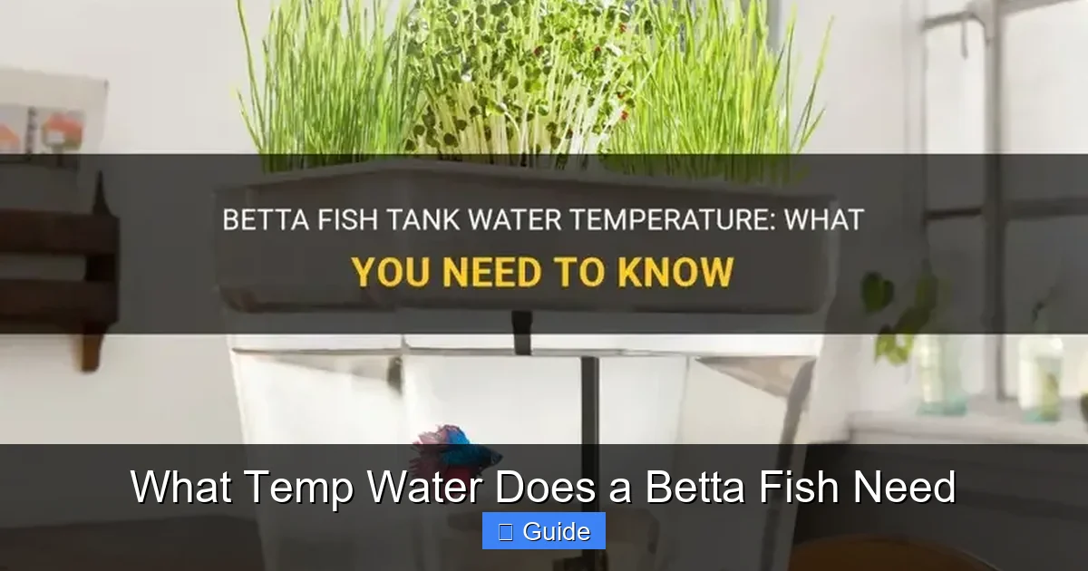 What Temp Water Does a Betta Fish Need