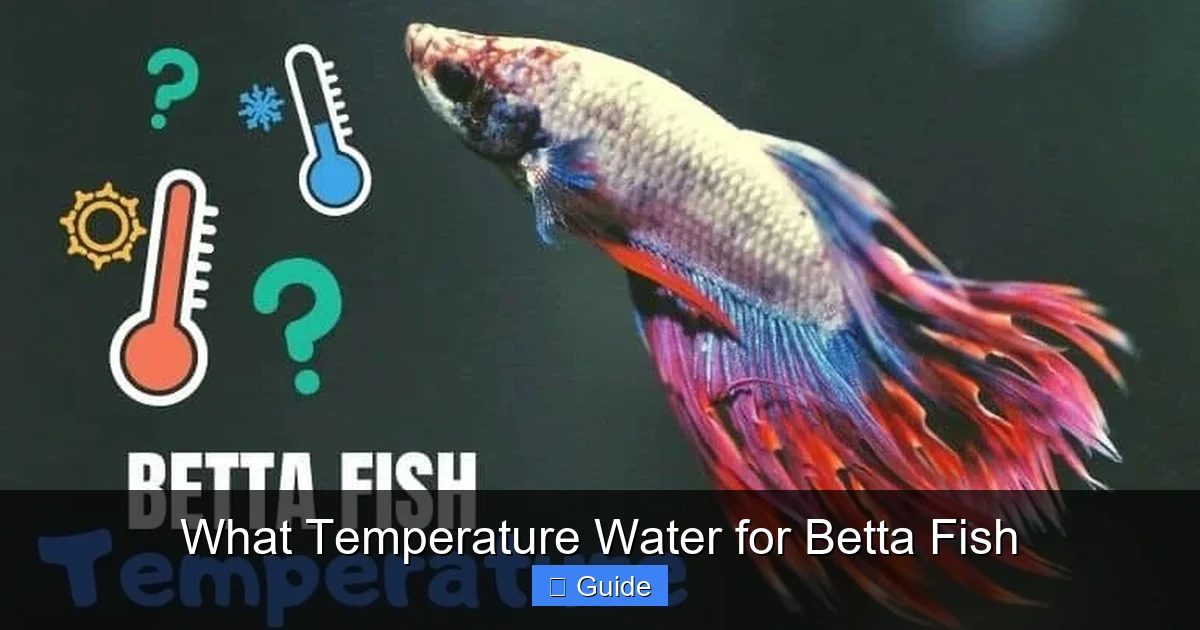 What Temperature Water for Betta Fish