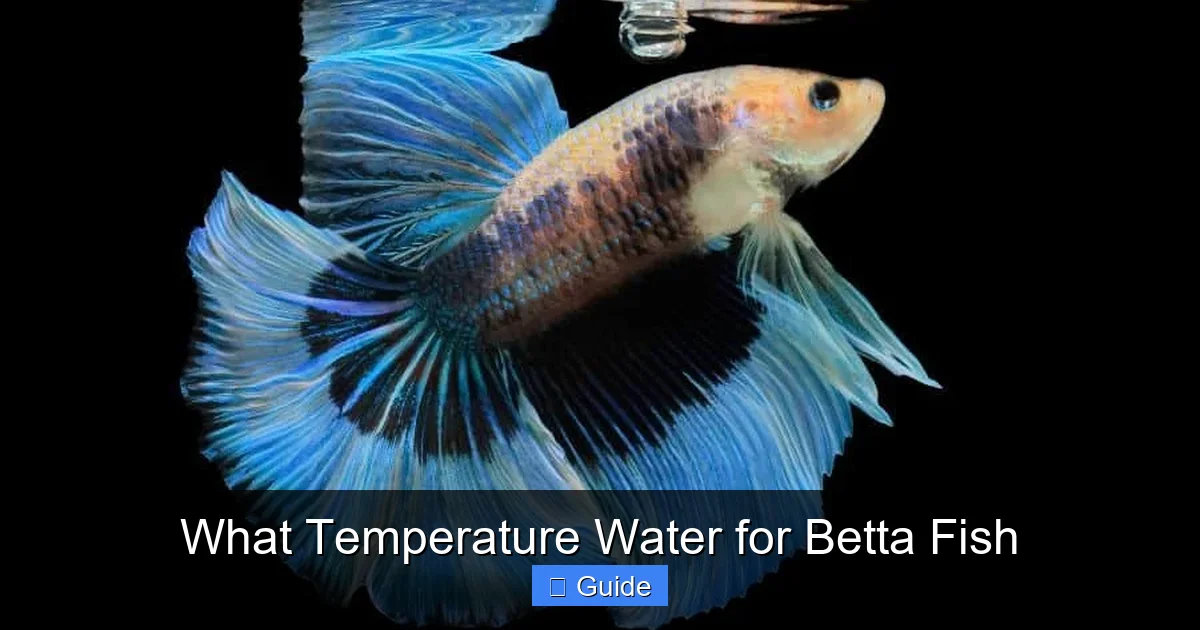 What Temperature Water for Betta Fish