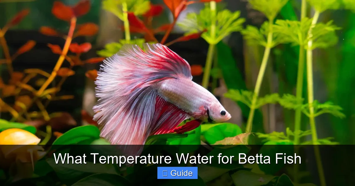 What Temperature Water for Betta Fish