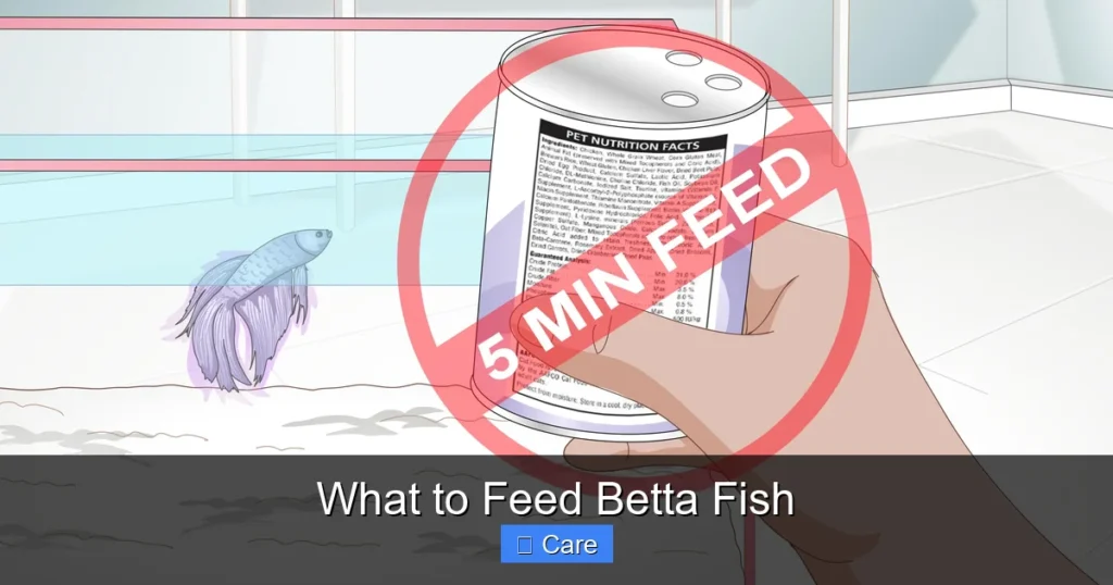 What to Feed Betta Fish