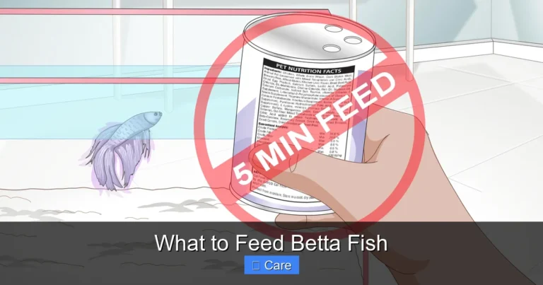 What to Feed Betta Fish