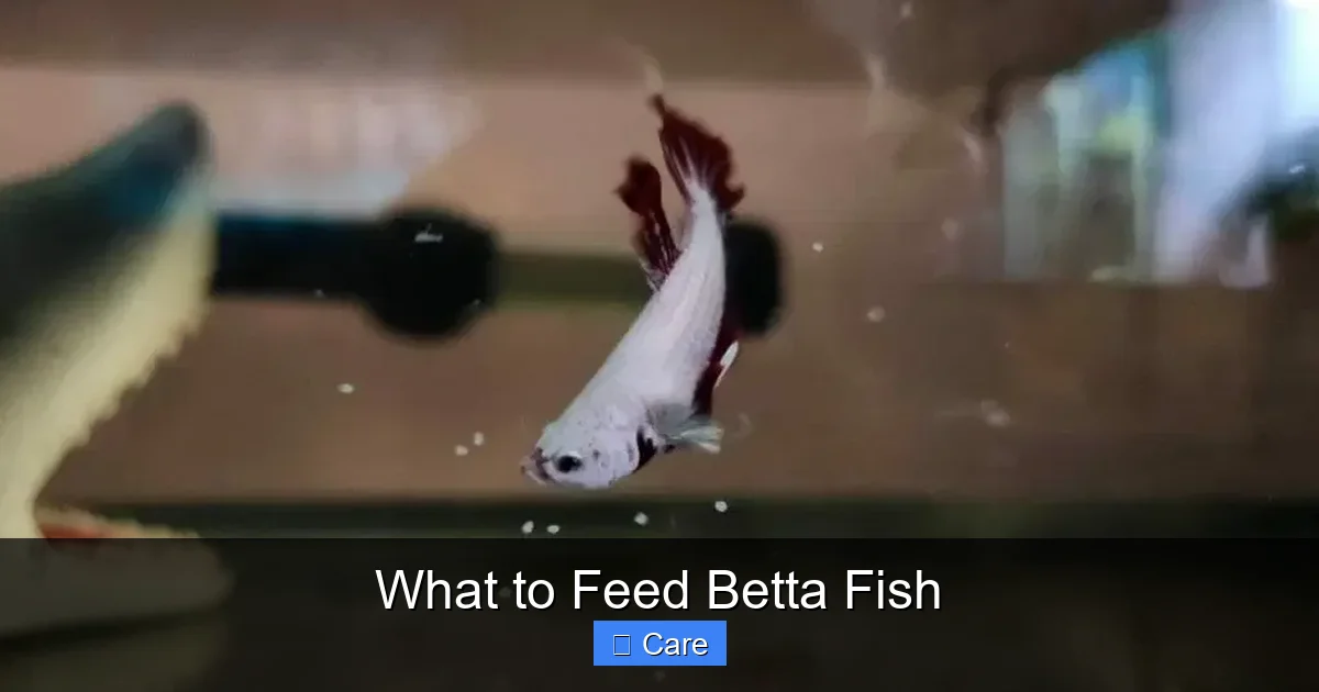 What to Feed Betta Fish