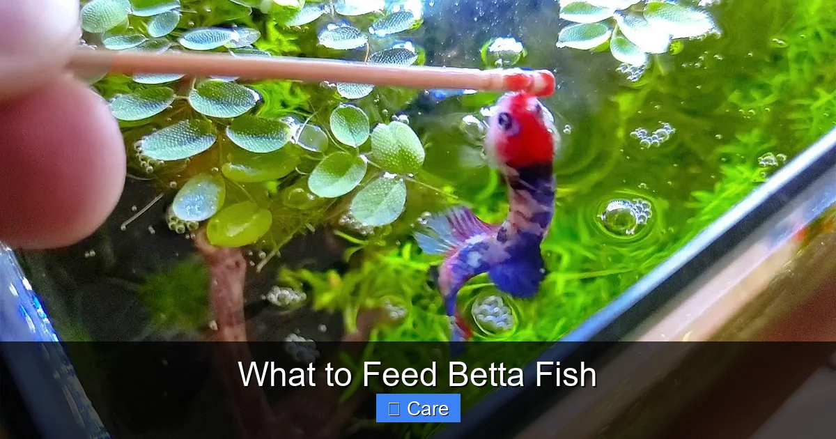 What to Feed Betta Fish