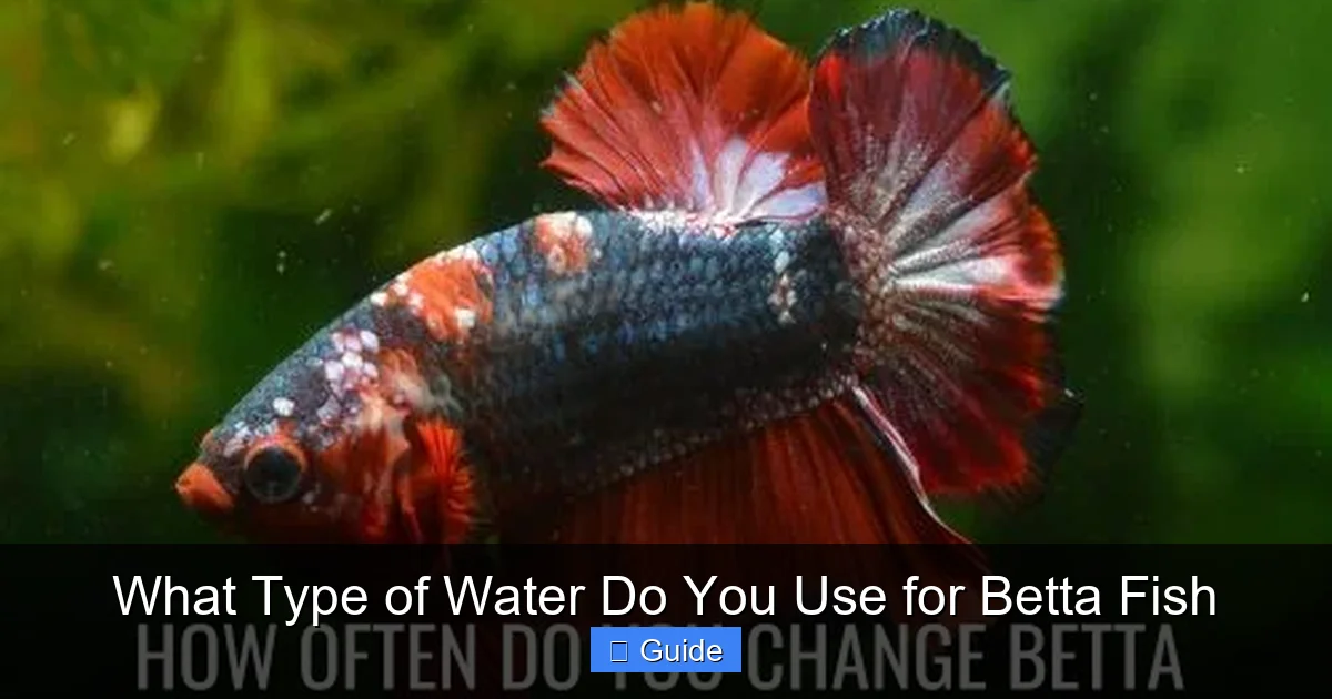What Type of Water Do You Use for Betta Fish