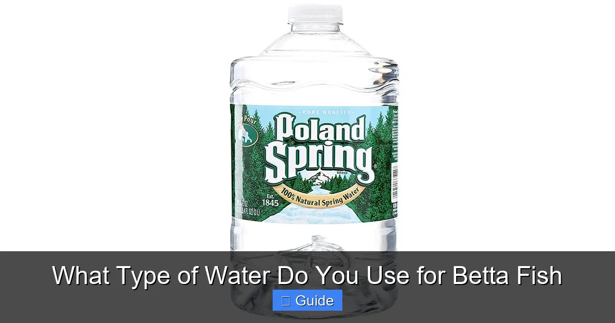 What Type of Water Do You Use for Betta Fish