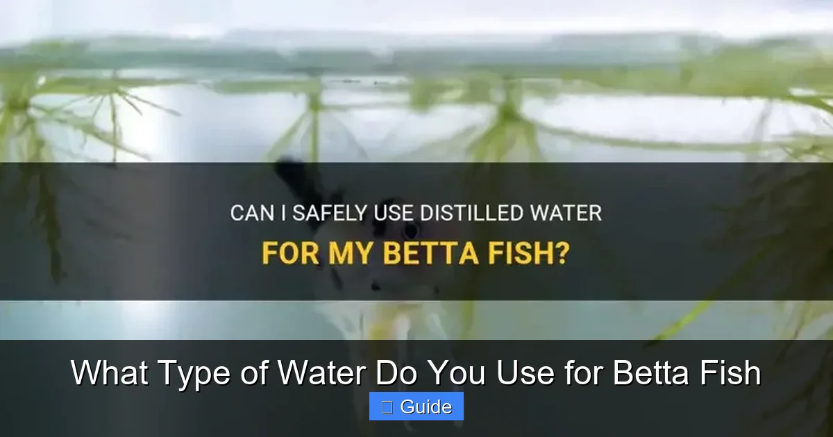What Type of Water Do You Use for Betta Fish