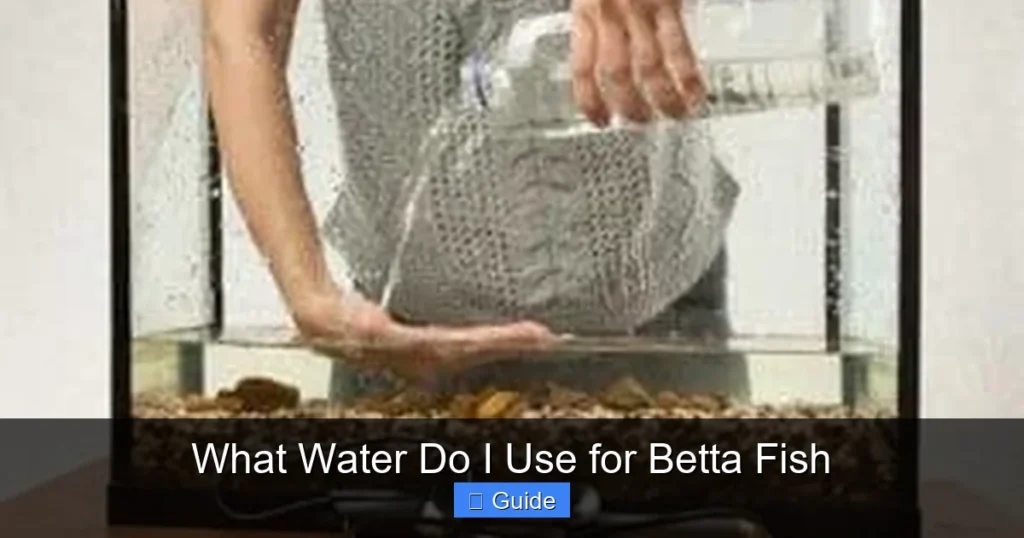 What Water Do I Use for Betta Fish
