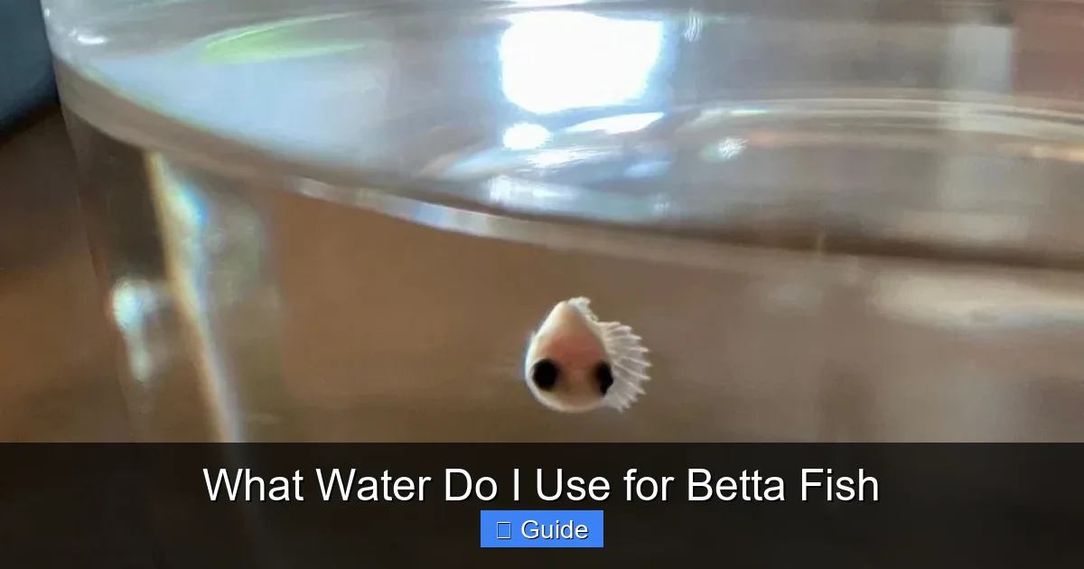 What Water Do I Use for Betta Fish