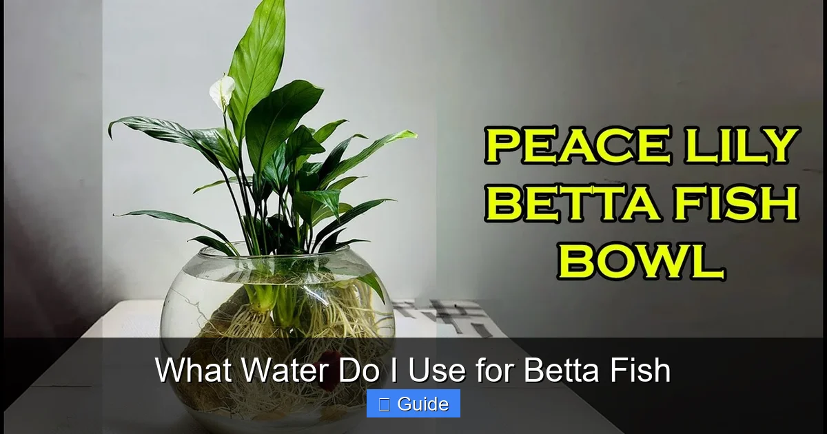 What Water Do I Use for Betta Fish