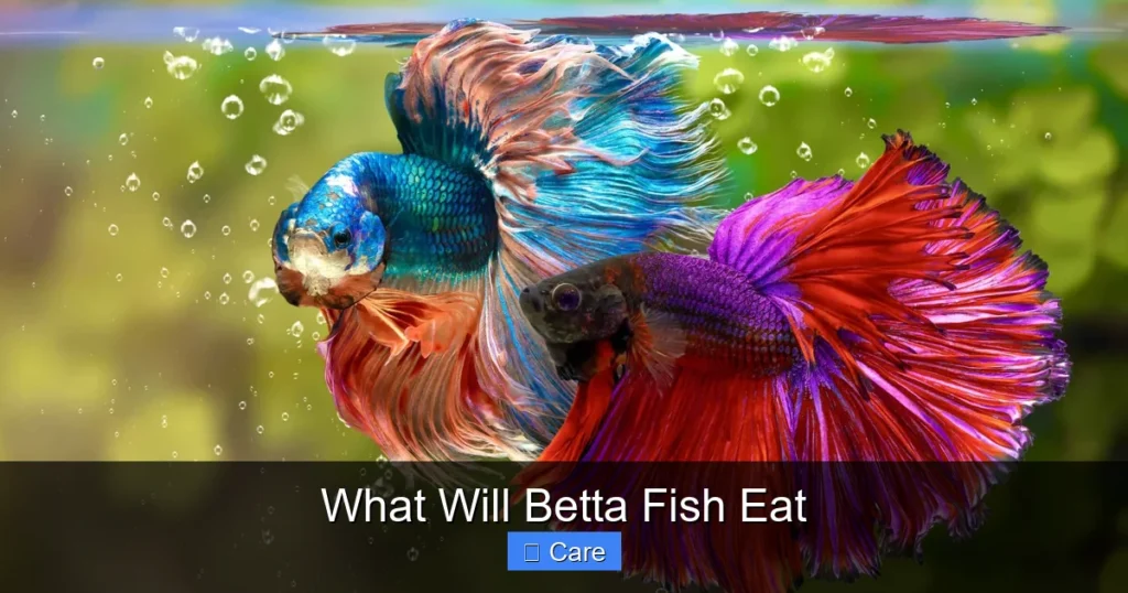 What Will Betta Fish Eat