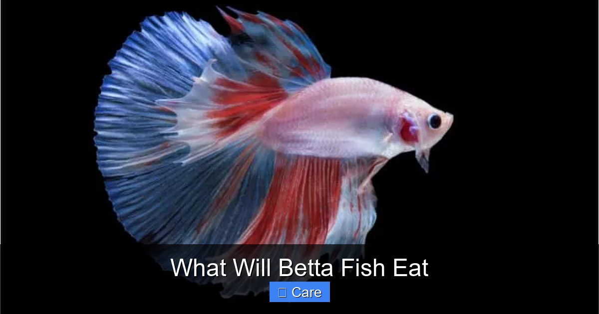 What Will Betta Fish Eat