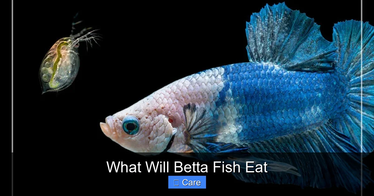 What Will Betta Fish Eat