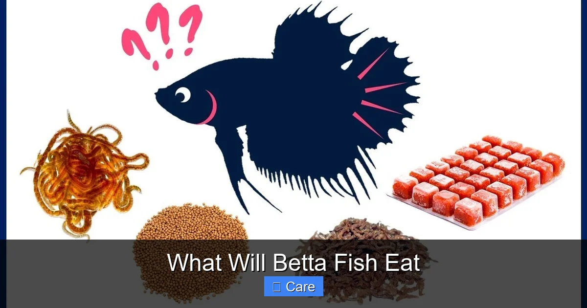 What Will Betta Fish Eat
