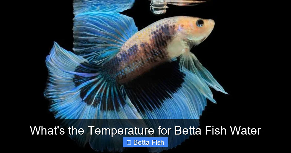 What's the Temperature for Betta Fish Water