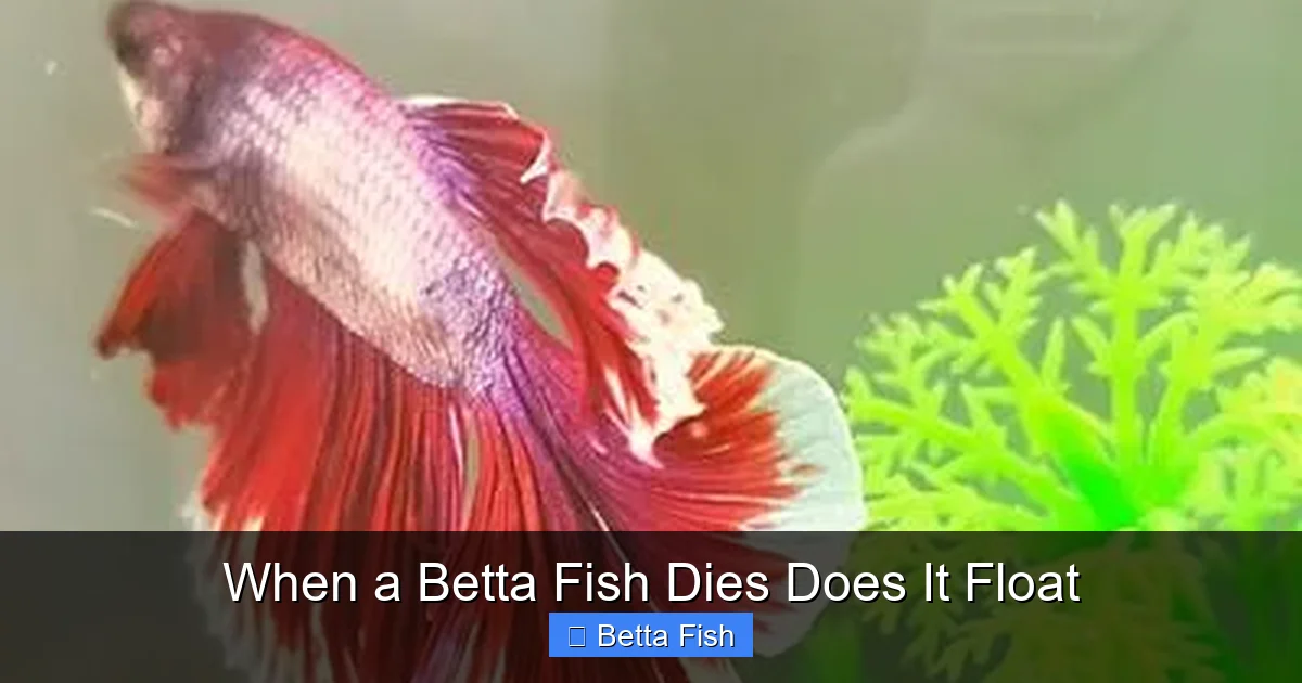 When a Betta Fish Dies Does It Float