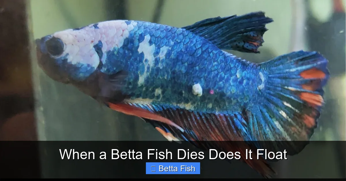When a Betta Fish Dies Does It Float