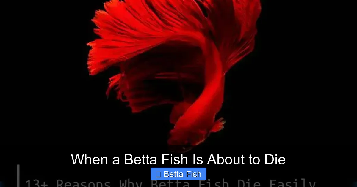 When a Betta Fish Is About to Die