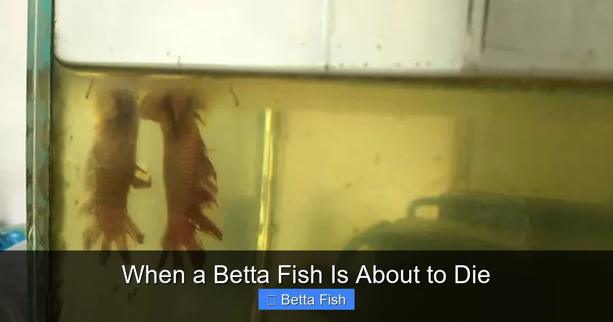 When a Betta Fish Is About to Die