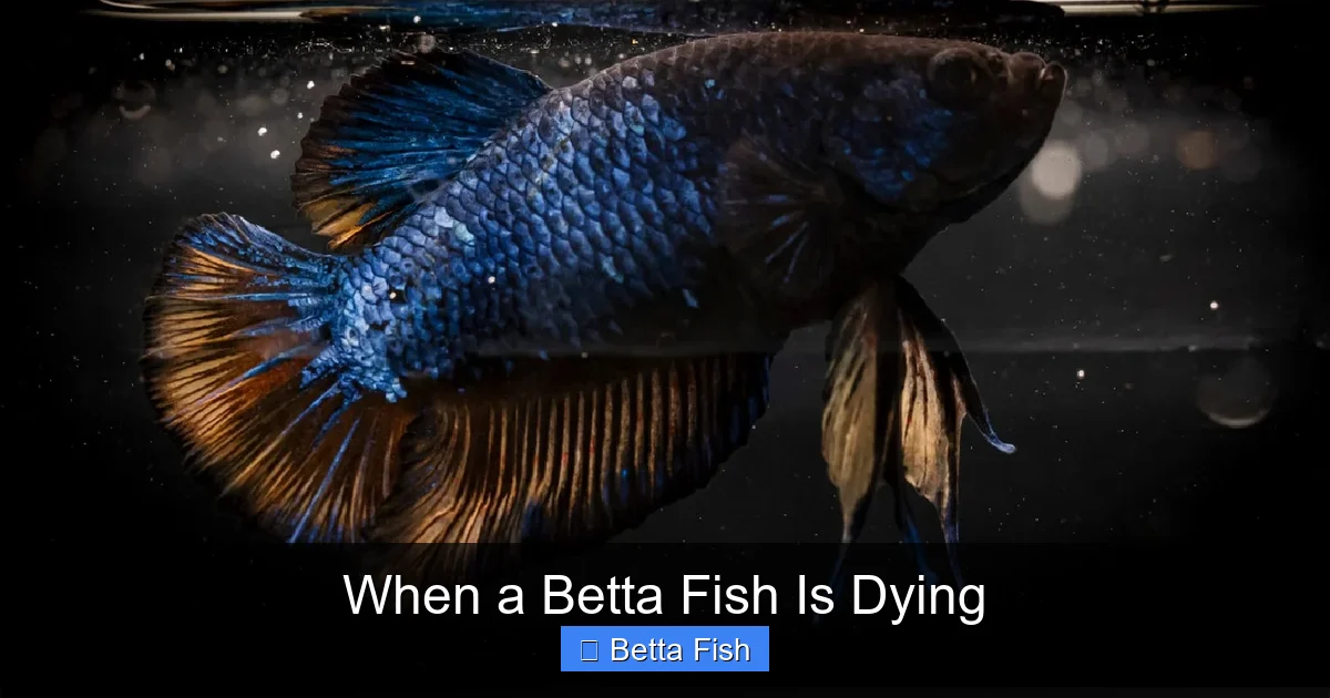 When a Betta Fish Is Dying
