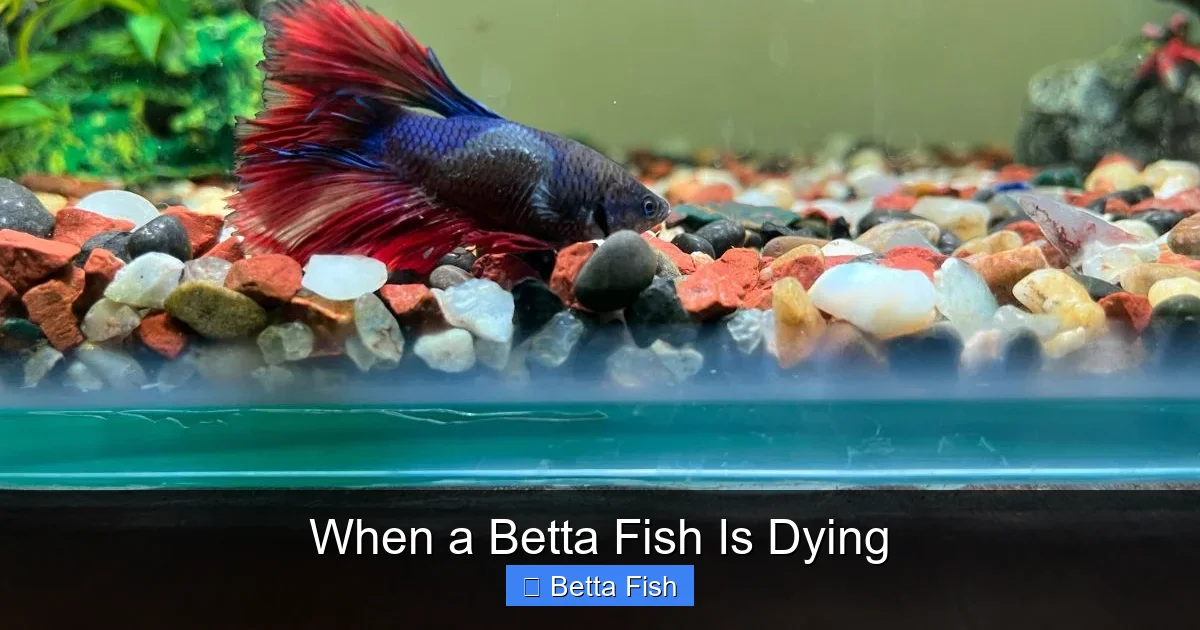 When a Betta Fish Is Dying