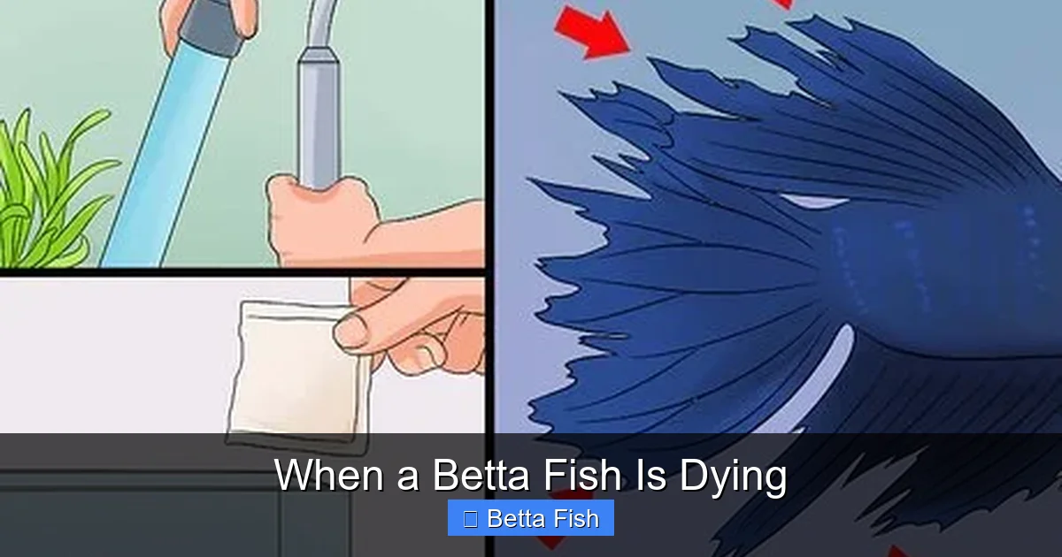 When a Betta Fish Is Dying