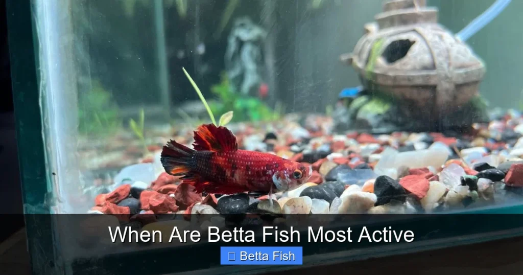 When Are Betta Fish Most Active