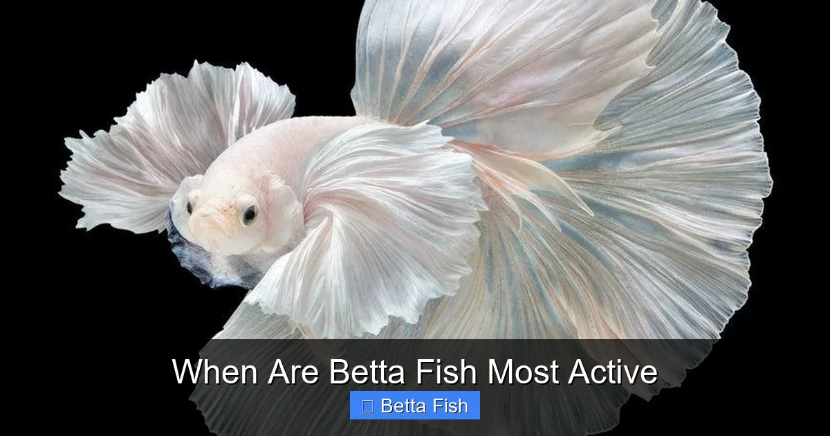 When Are Betta Fish Most Active