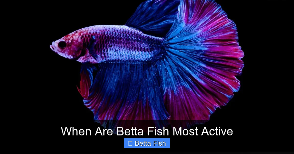 When Are Betta Fish Most Active