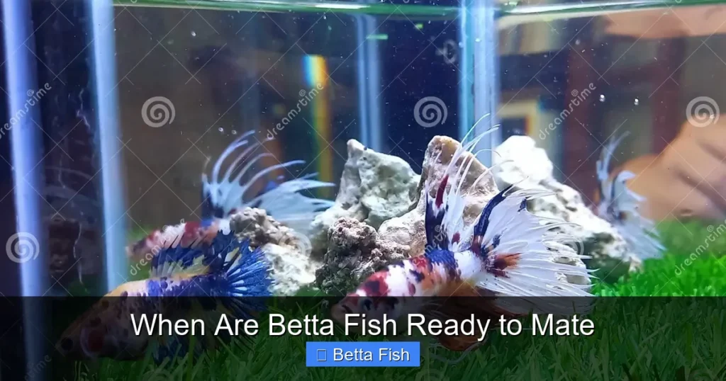 When Are Betta Fish Ready to Mate