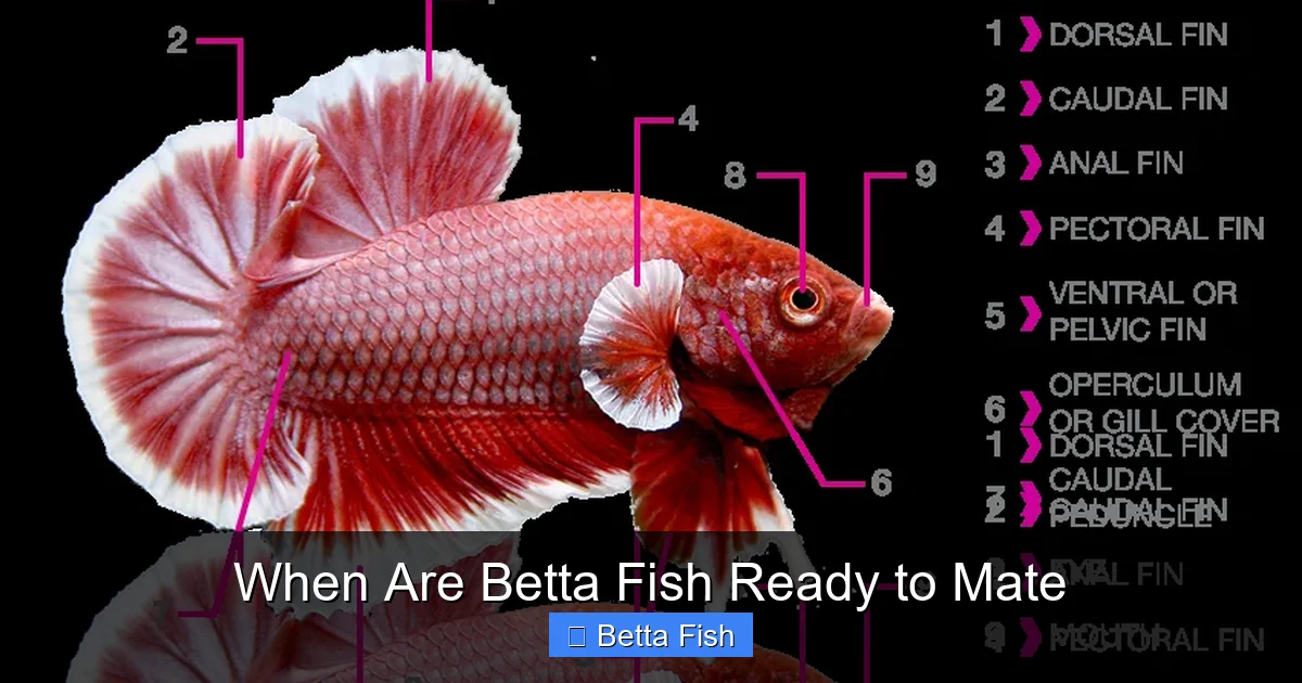 When Are Betta Fish Ready to Mate