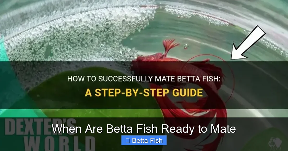When Are Betta Fish Ready to Mate