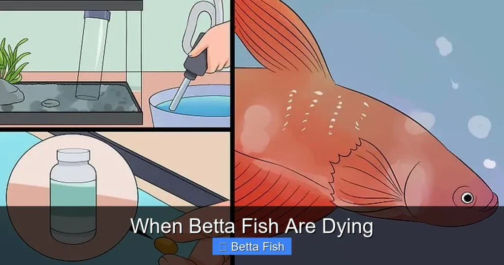 When Betta Fish Are Dying